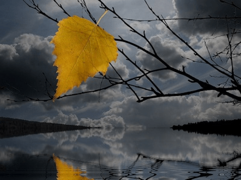 Ветер уносит листья. Одинокий осенний лист. Осень дождь. Одинокий листок на ветру. Одинокий листик.